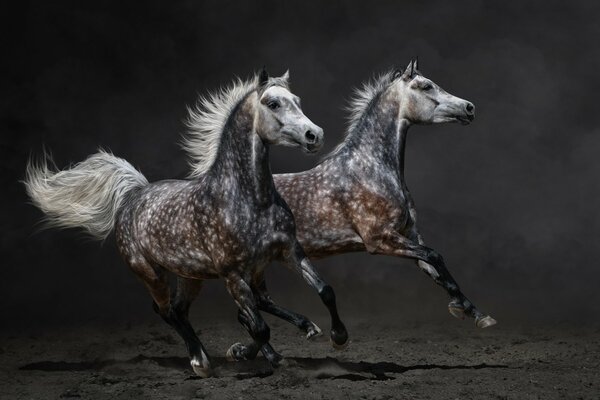 Running horses on the sand with a black background