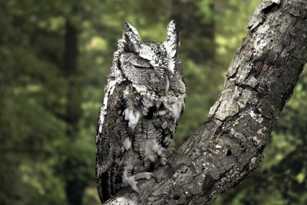 Sleeping owl on a dry branch