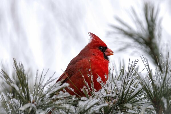 Czerwony na białym ptaszek kardynał