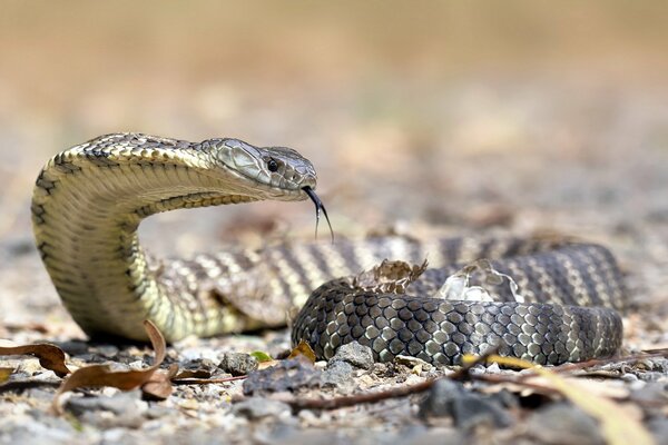 Tigre serpente in natura durante Macro riprese