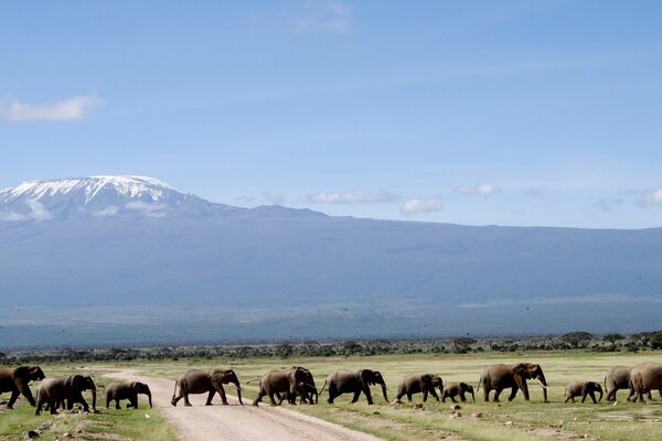 Reserve. Elephants cross the road