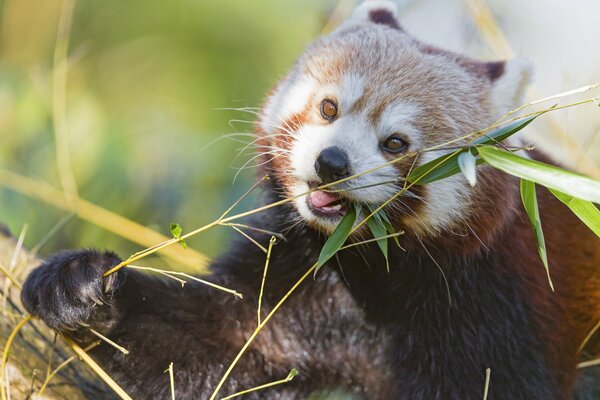 Panda rojo mastica una ramita de bambú