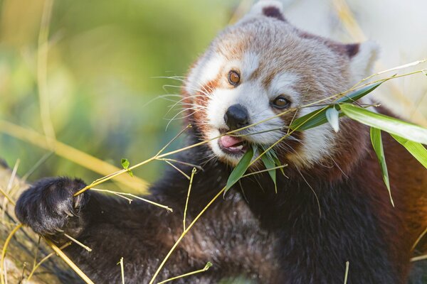 Czerwona panda żuje gałązkę bambusa