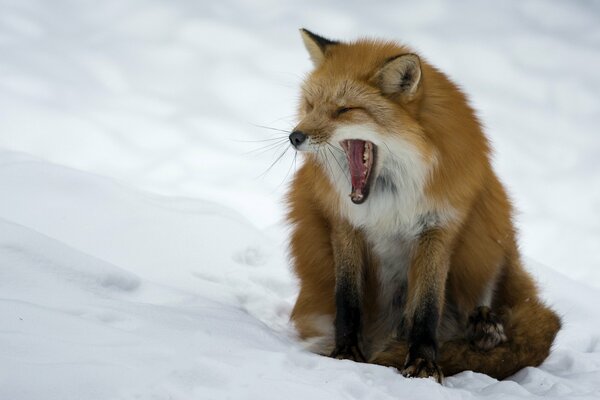 Red fox on the background of snow