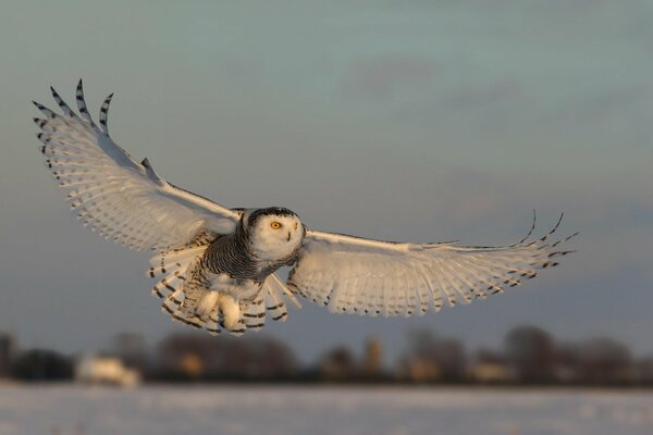 Huge wingspan of an owl