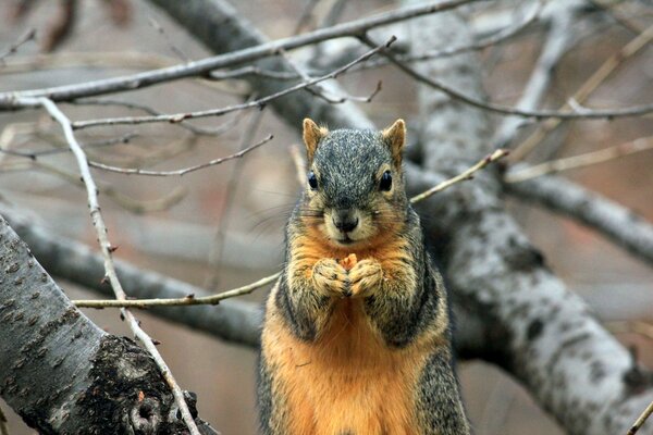 Eichhörnchen, das Essen in der Hand hält, während er auf einem Baum sitzt