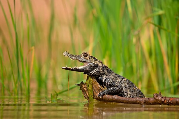 Crocodile avec bouche ouverte dans l eau