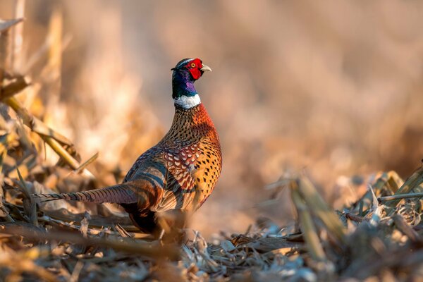 Bellissimo uccello fagiano con piumaggio luminoso