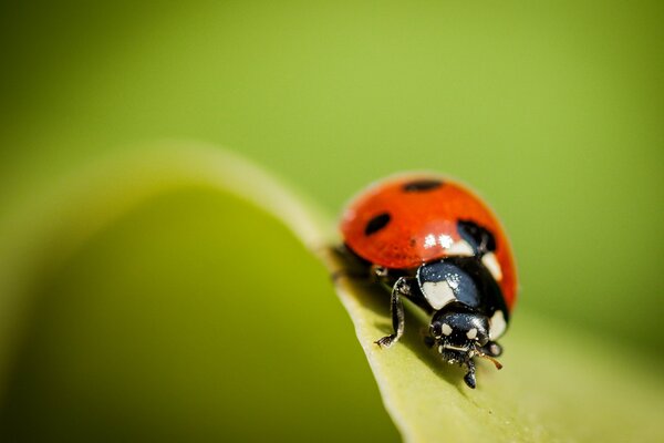 Coccinella su un filo d erba