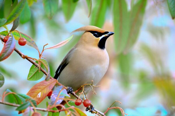 The natural power and speed of birds and things