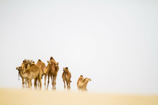 Camello en el desierto durante una tormenta de arena