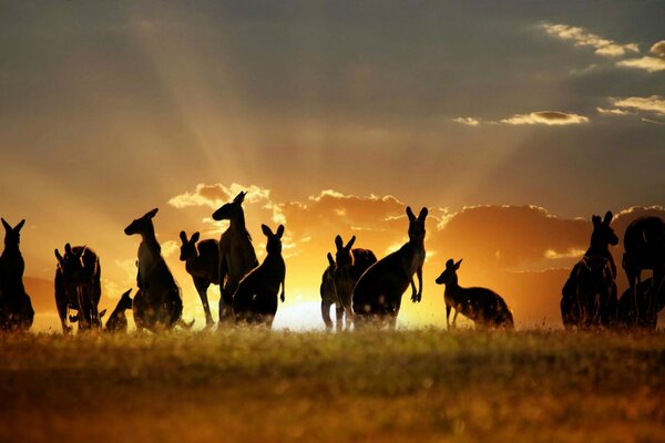 Silhouetten von einem Känguru-Rudel bei Sonnenuntergang