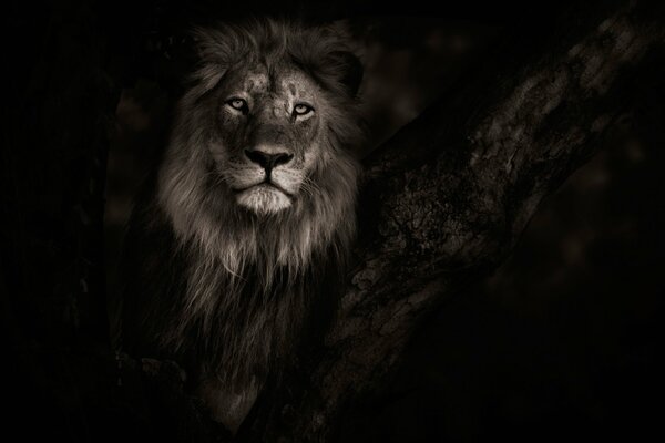 Lion in the wild of Botswana