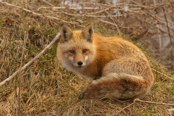 Roter Fuchs auf trockenem Gras und Ästen