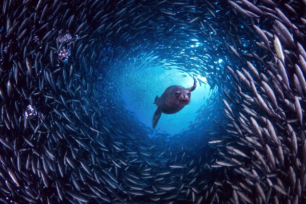 Seelöwe im Fischtunnel