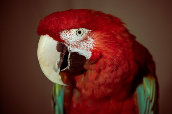 The mysterious look of a mottled parrot