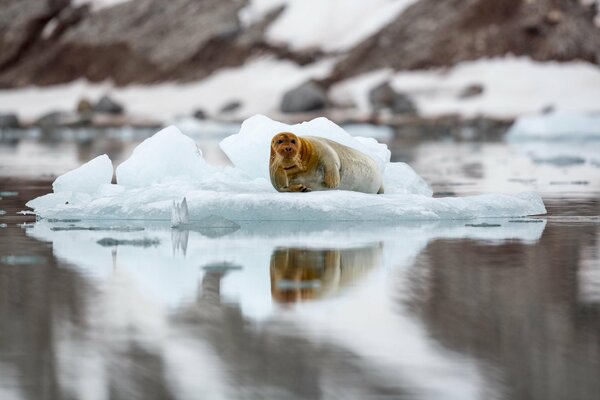 Seal on a sea ice floe