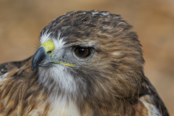 The predatory gaze of a hawk bird