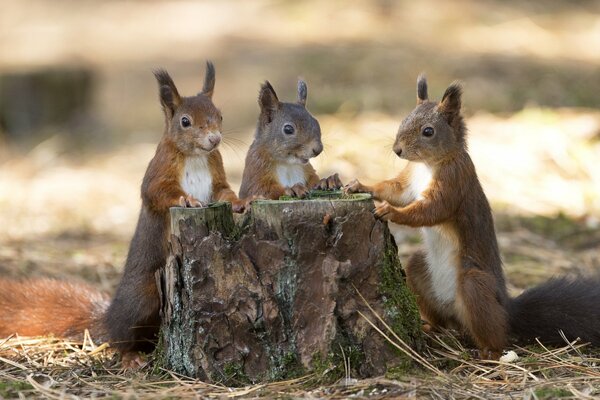 Drei Eichhörnchen um einen Hanf im Herbstwald