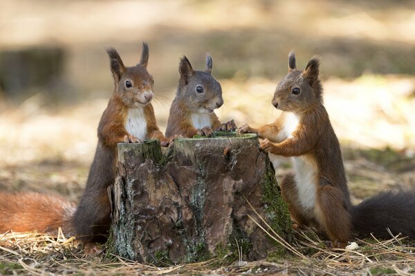 Tres ardillas alrededor del cáñamo en el bosque de otoño