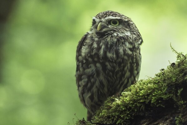 The gloomy owl frowned in bad weather