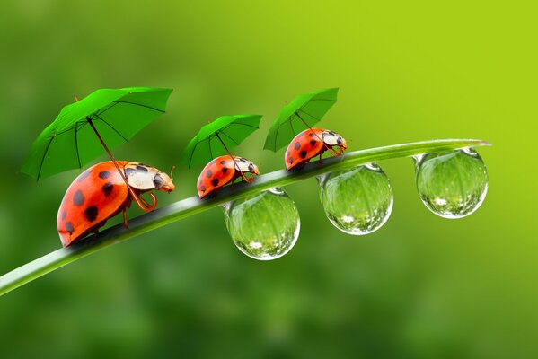 Three ladybugs under umbrellas are walking on a leaf