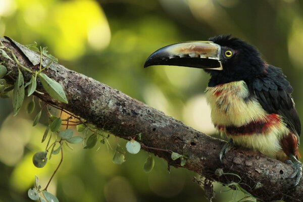 Exotic bird in bright plumage