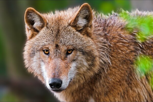 Loup dans la nature. Portrait de près