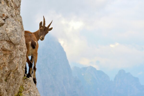 Mountain goat on a ledge over a cliff