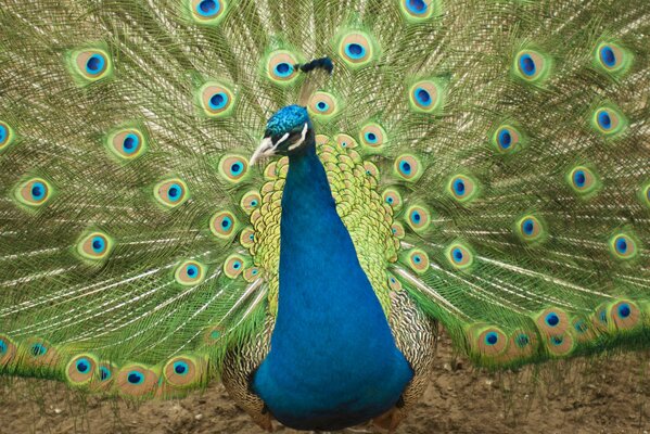 Plumas brillantes en un pájaro de pavo real