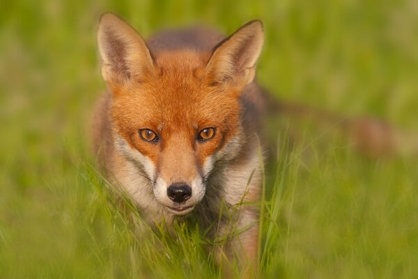 Der schlaue rothaarige Fuchs im Gras