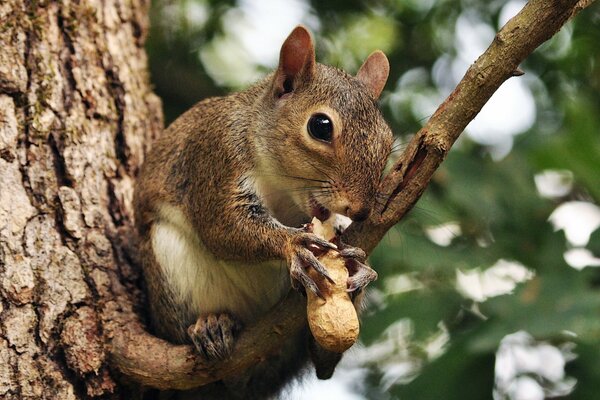 Linda ardilla mordisquea una nuez en un árbol