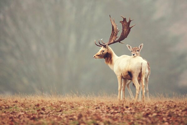 Deer and cub in autumn