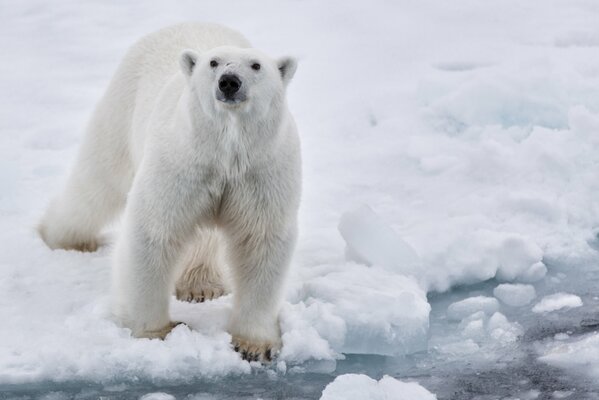 Oso polar blanco. En el hielo en la nieve