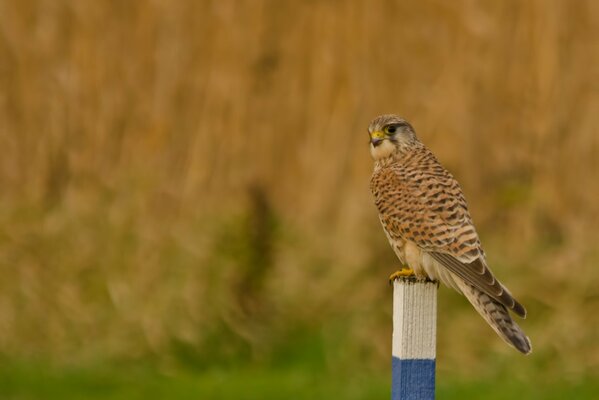 Kestrel posing on a post