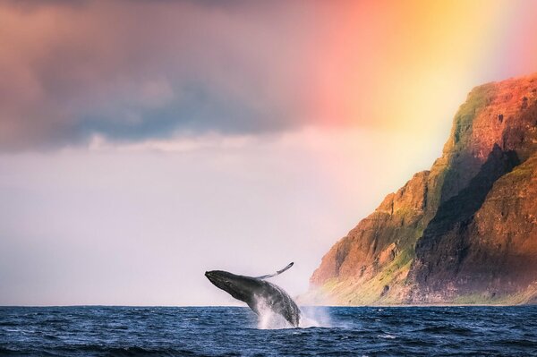 В океане кит плещется рядом с высокой горой