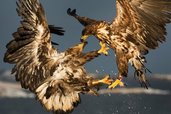 Lotta di due uccelli nel cielo