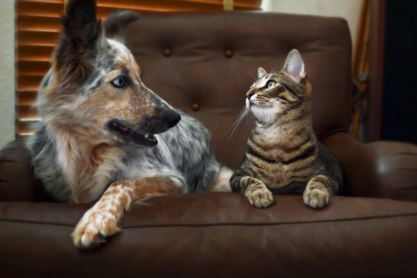 Cane e gatto migliori amici