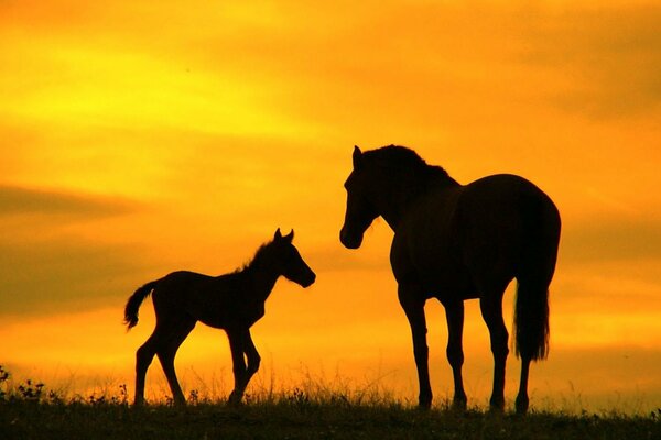 Mother horse and her foal are walking in the evening