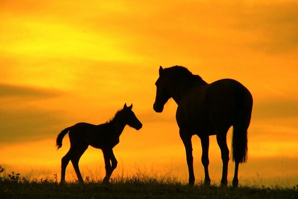 Mère cheval et son Poulain se promènent le soir