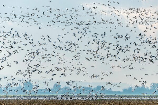 A flock of seabirds filled the entire space above the water