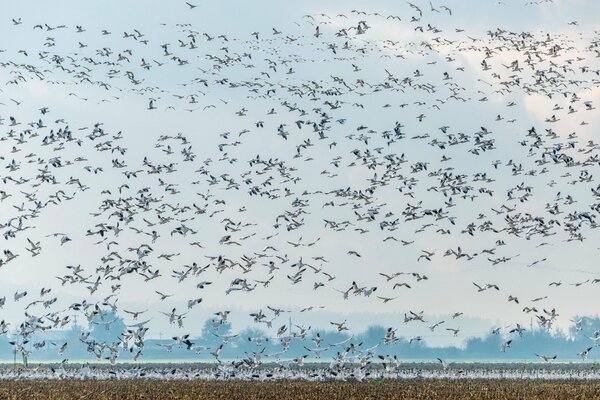 Una bandada de aves marinas llenó todo el espacio sobre el agua