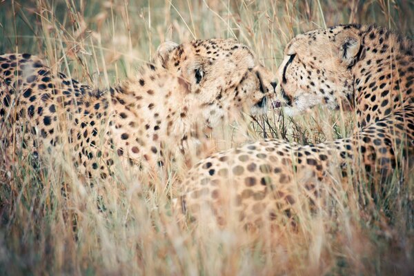 Two leopards in the wild