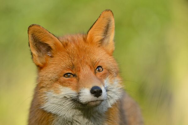 The red fox looks piercingly into the distance