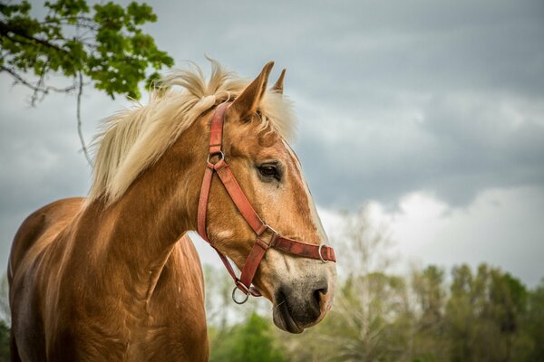 Ein rotes Pferd mäht einen lila Blick