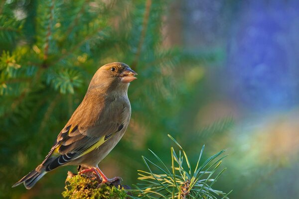 Petit oiseau assis sur une branche verte