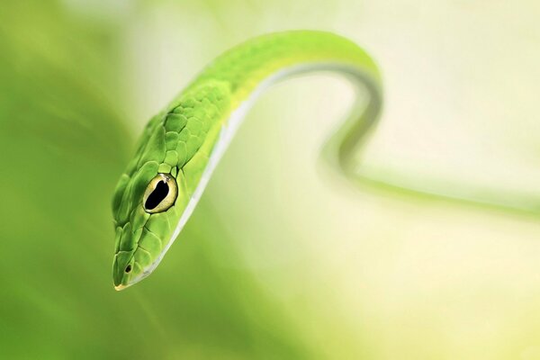 Vista macro del serpente verde