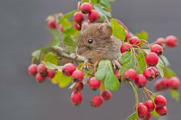 Ruda mysz nornica gryzoń na gałęzi głogu. Fotografowanie makro