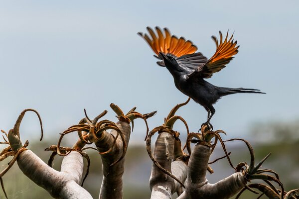 A bird flapped its wings on a plant