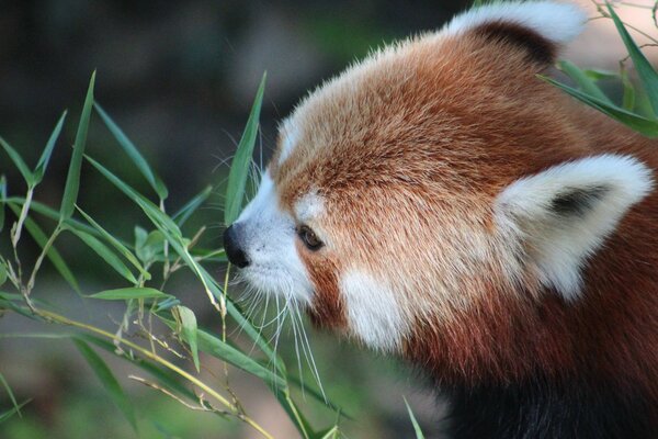 Cute panda eats a leaf